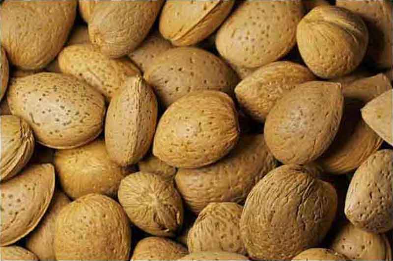 Badam